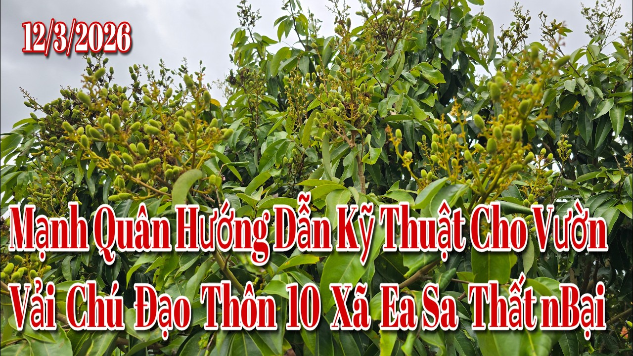 Mạnh Quân Tư vấn Cho Vườn Vải Chú Đạo Thôn 10 Xã Ea Sa Thất Bại