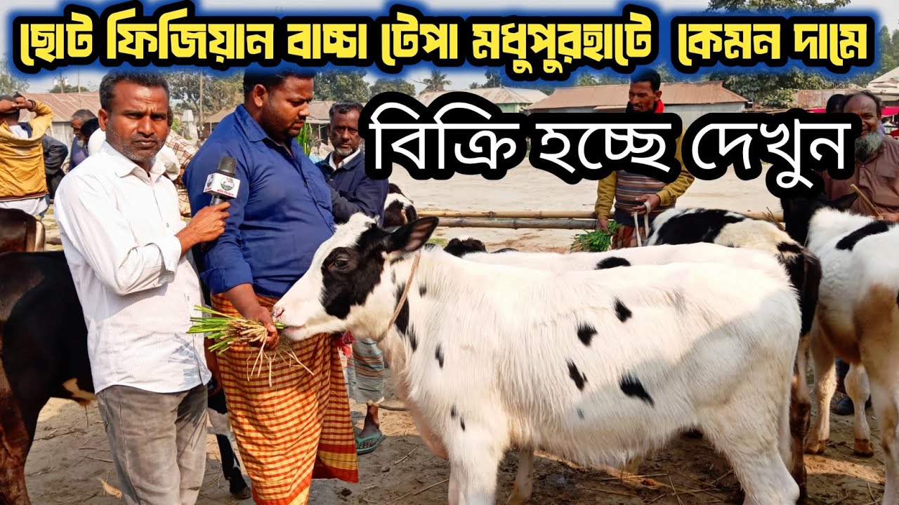 @২৫/১/২৬/ রংপুর জেলার টেপা মধুপুরের হাটে| চাহিদা সম্পূর্ণ ফ্রিজিয়ান গরু বিখ্যাত দেখেন!