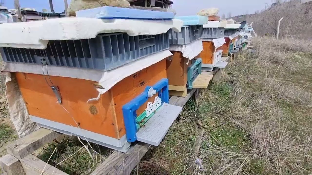 ARILARI DÜZENLİ BESLEMENİN ÖNEMİ VE ÖLÇÜSÜ 18 MART 2026