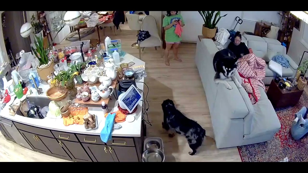 IM SHOCKED WHAT SHE DID #reginatagg&family #dog #doglife 