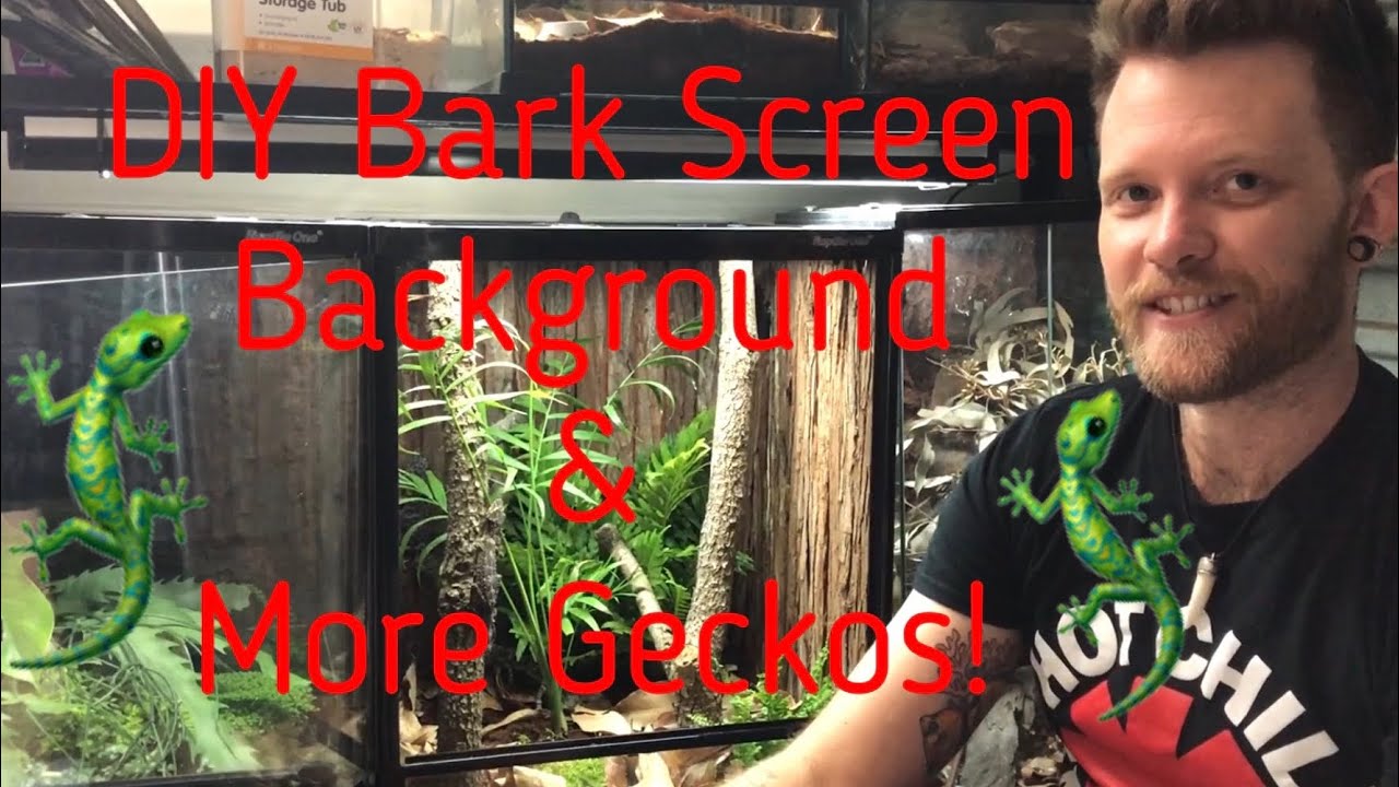 DIY Bark Screen Background & MORE Geckos!