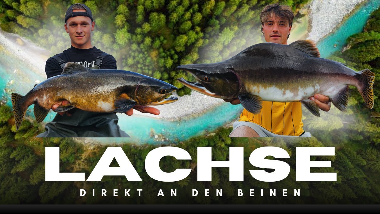 Bachmündung voller Kämpfer! – Buckellachsangeln in Norwegen ⚡
