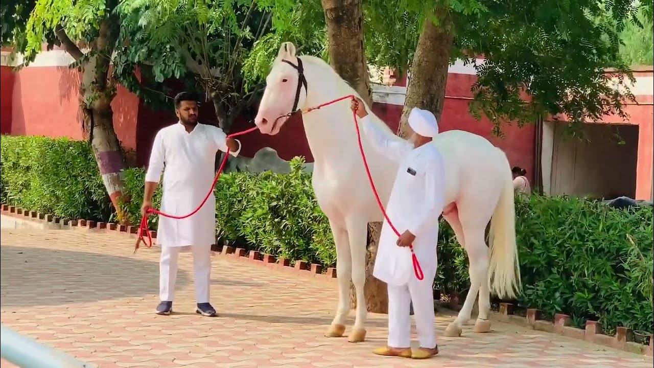 Nukra STALLION
