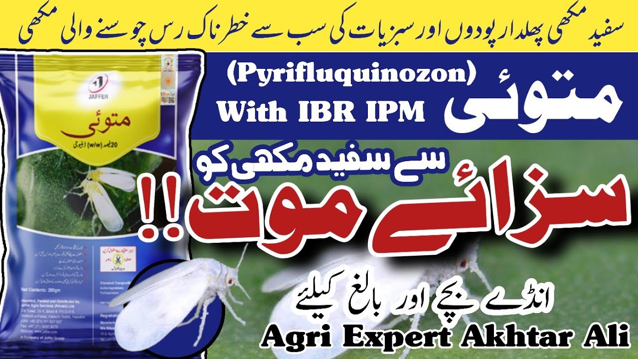 Whitefly best control in Cotton | Matoi of Jaffer Agro Services | Sucking Insect