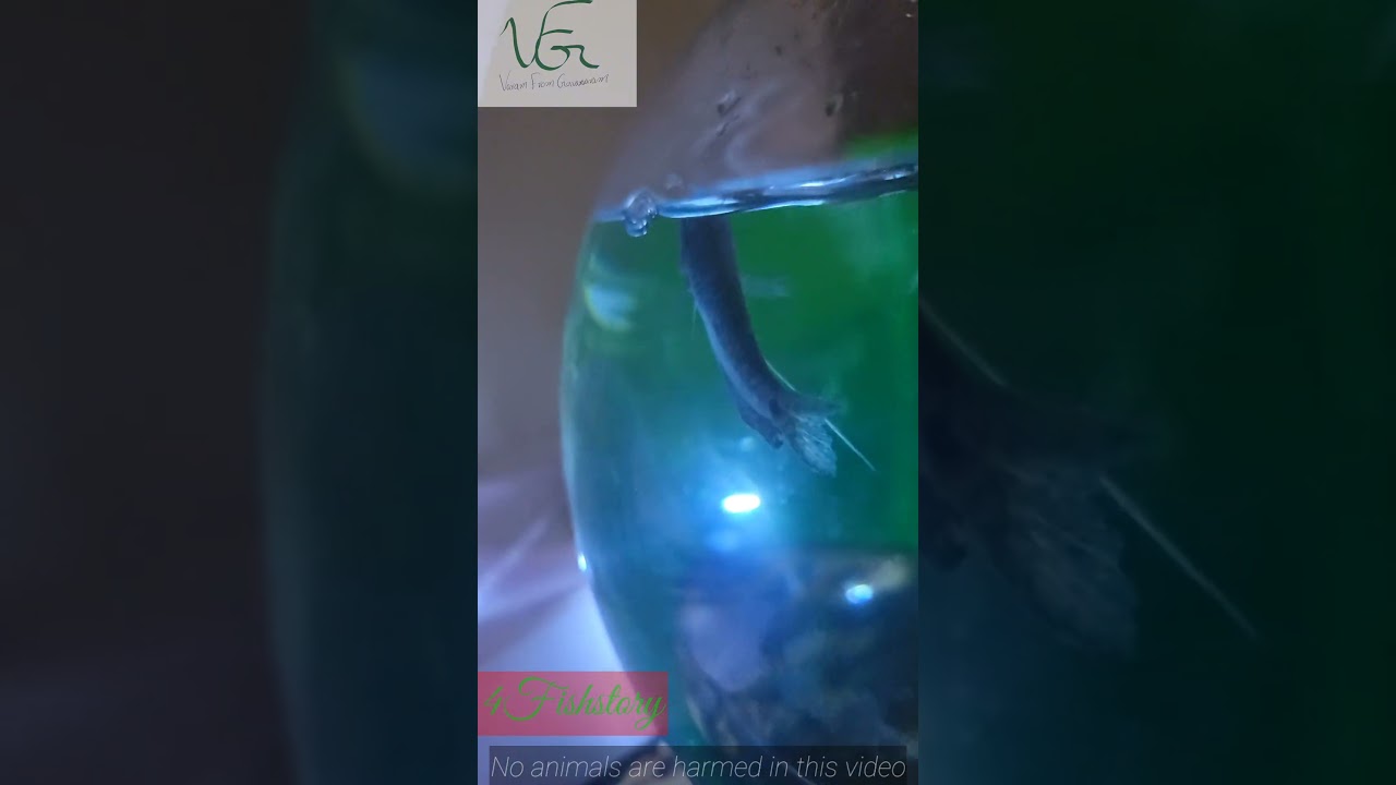 3spot gourimi fish ki dots malli vacchaay #4fishstory #fish #gouramifish #fishtank #trending #viral