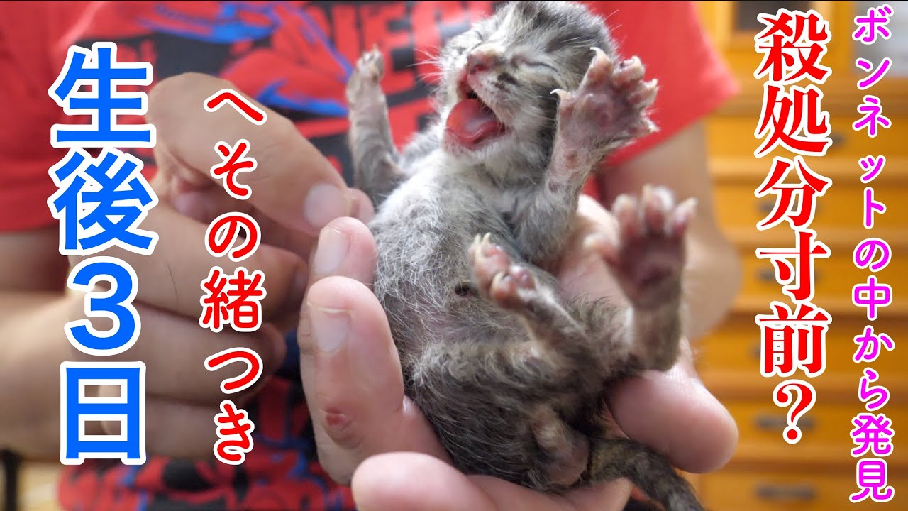【保護猫】保健所で殺処分寸前？の子猫を保護しました【保護子猫】