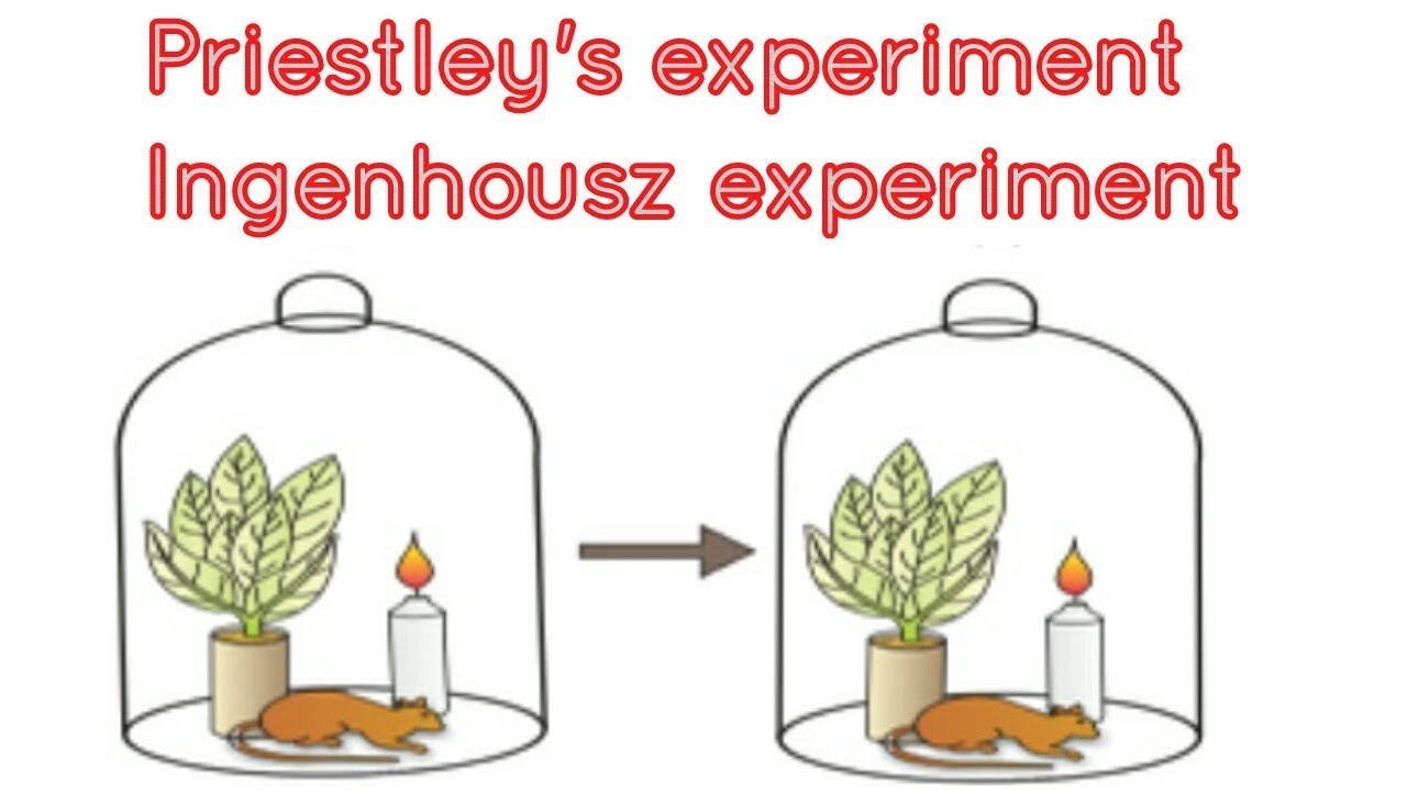 Joseph Priestley and Jan Ingenhousz experiment in photosynthesis.
