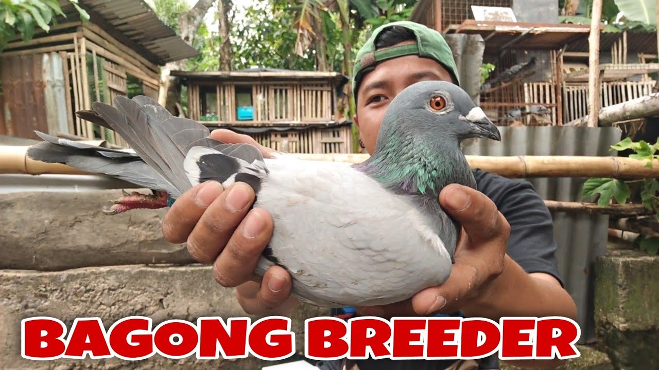 BAGONG BREEDER NI HOMING, ANG GALING!