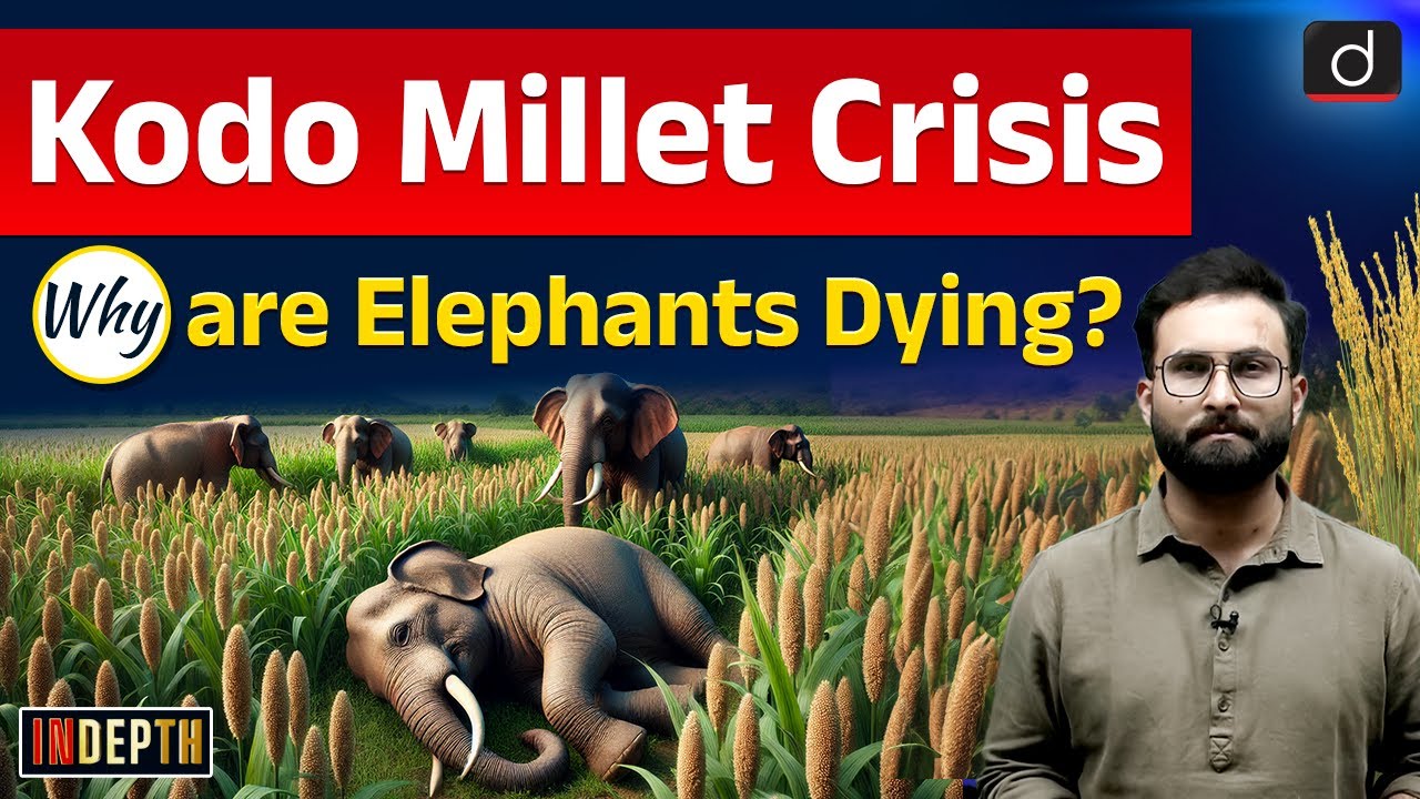 Kodo Millet Poisoning | Bandhavgarh Elephant Deaths | Indepth | Drishti IAS English