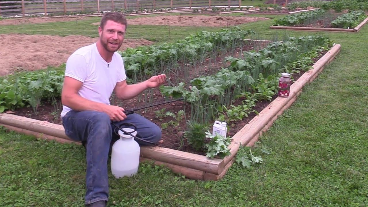 How to Stop Cabbage Worms Organically