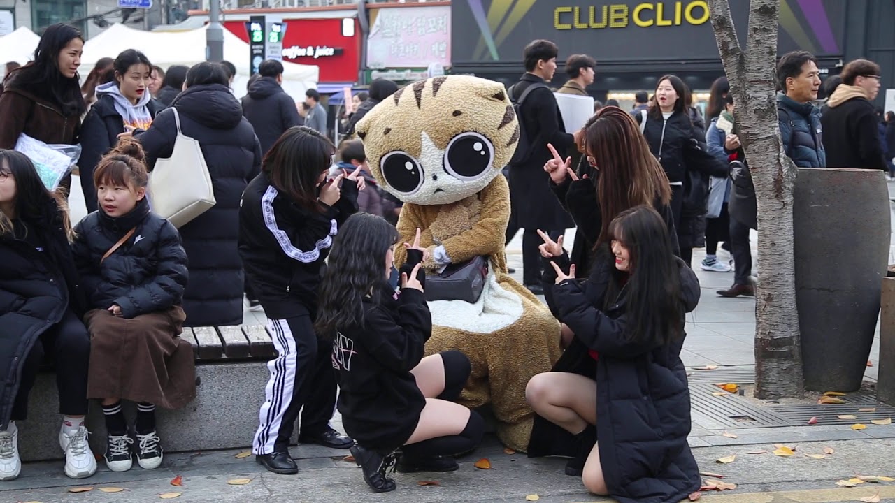 JHKTV] 신촌명물고양이어딜가나인기 shinchon special cat the popularity of people
