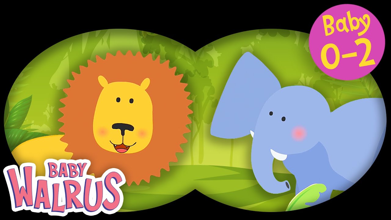 Titt-tei - Jungeldyr | Læringsserie for babyer 0–2 år | Baby Walrus På Norsk 🌴 🐵