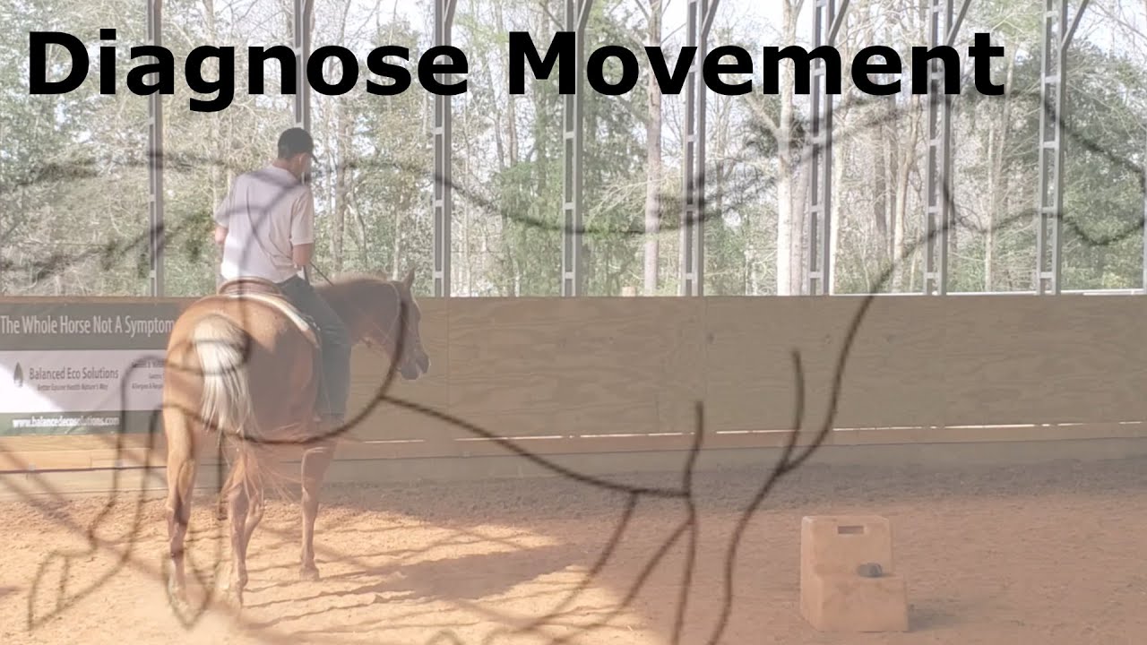 How to know who can help your horse