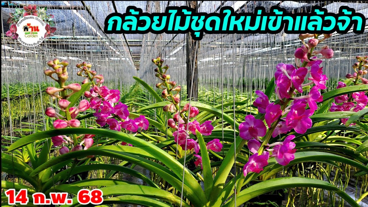 EP.646 กล้วยไม้สวยๆ กล้วยไม้ป่า กล้วยไม้ช้าง กล้วยไม้แคทลียา  ไปดูกันเลยจ้า