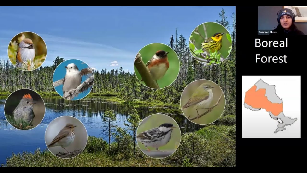 Forest Birds in a Changing Climate - A webinar with Birds Canada