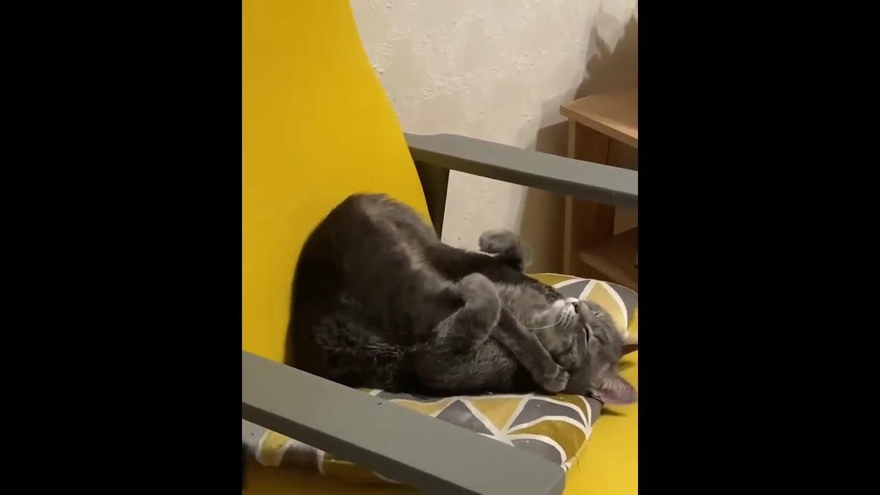 Приколы с котами! С ОЗВУЧКОЙ! Самые Смешные Животные! Смешные коты и Собаки