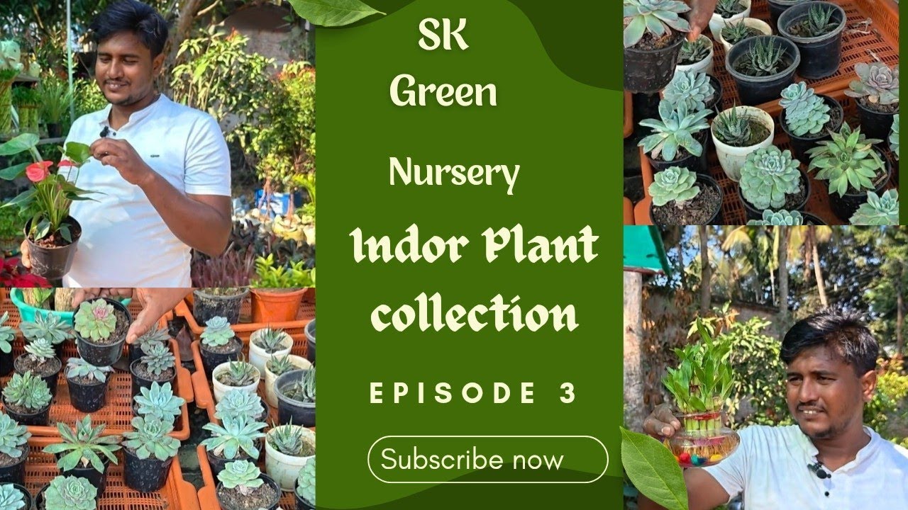 SK Green Nursery Indor plant collection । এত কম দামে এত ভালো কালেকশনে গাছ পাবেন।