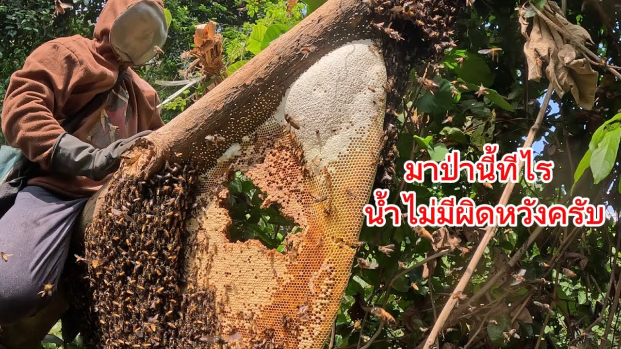 มาป่านี้ทีไร น้ำไม่มีผิดหวังครับ