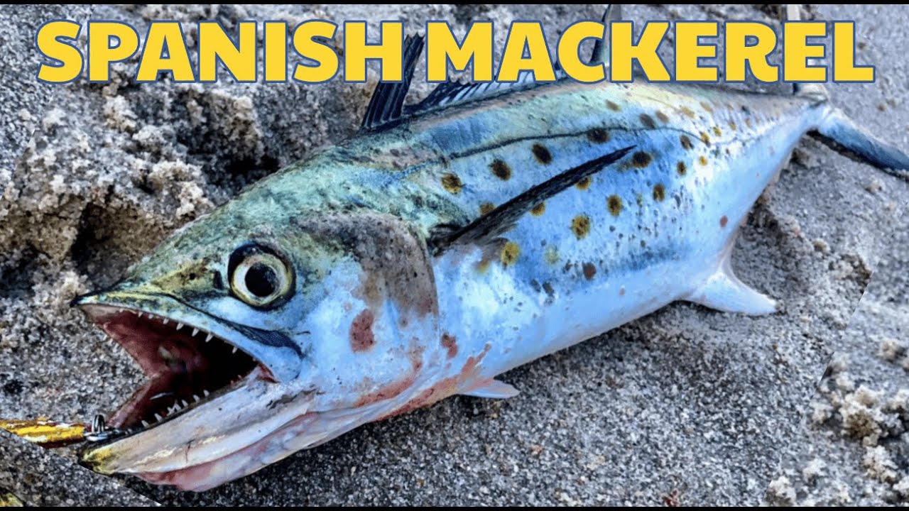 Surf Fishing for SPANISH MACKEREL on New Jersey beaches │ CATCH & COOK