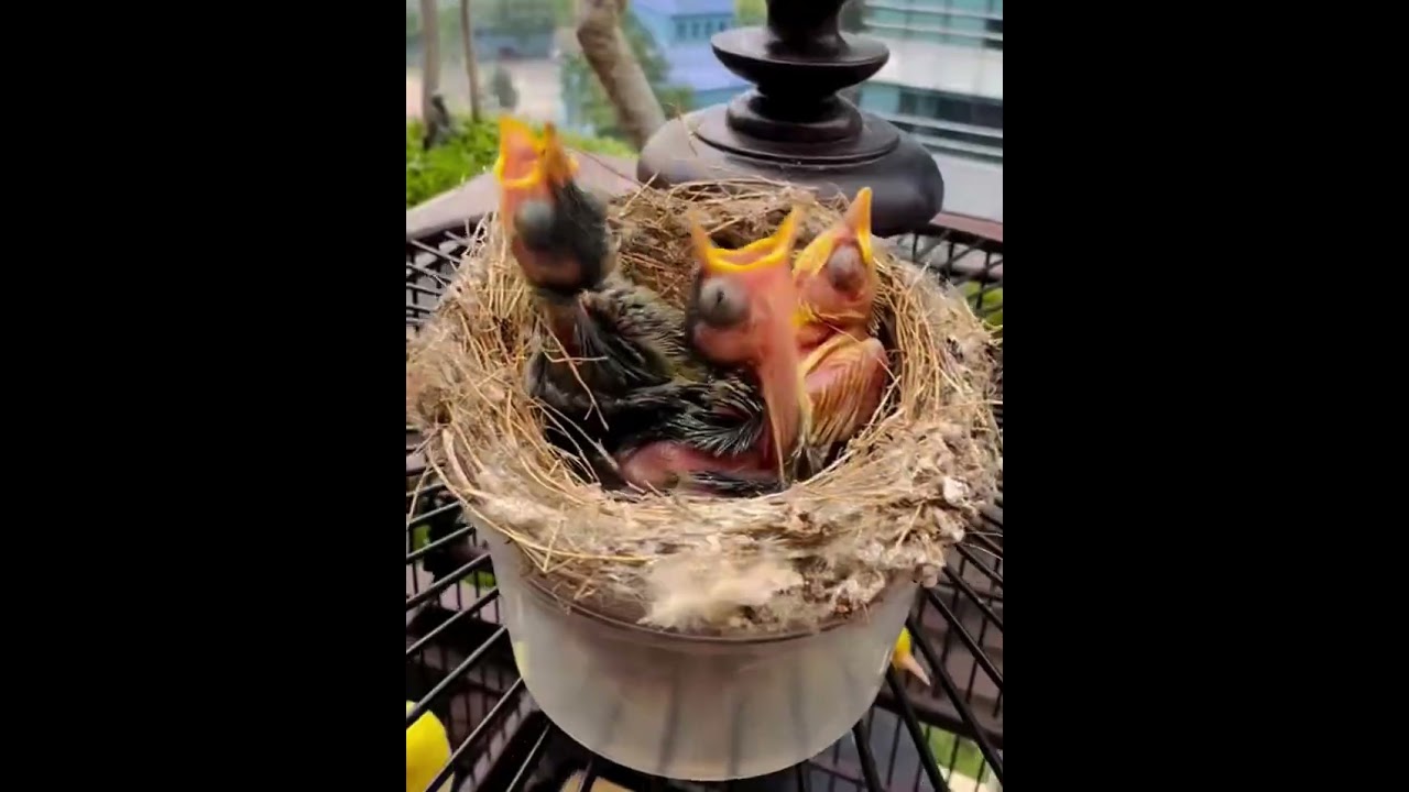 Chim vành  khuyên đột biến 