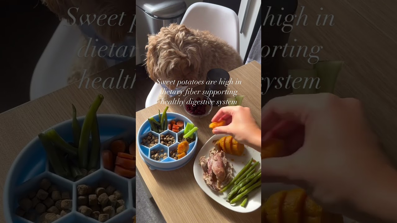 Happy Thanksgiving from the Dog is Human Team! 💙 #dogishuman #cooking #dog #recipes #doglover