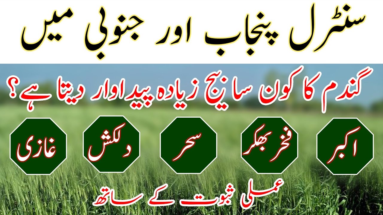 Best wheat seed for central and south Punjab| Types of wheat seeds|گندم بیج کا چنائو کیسے کریں؟