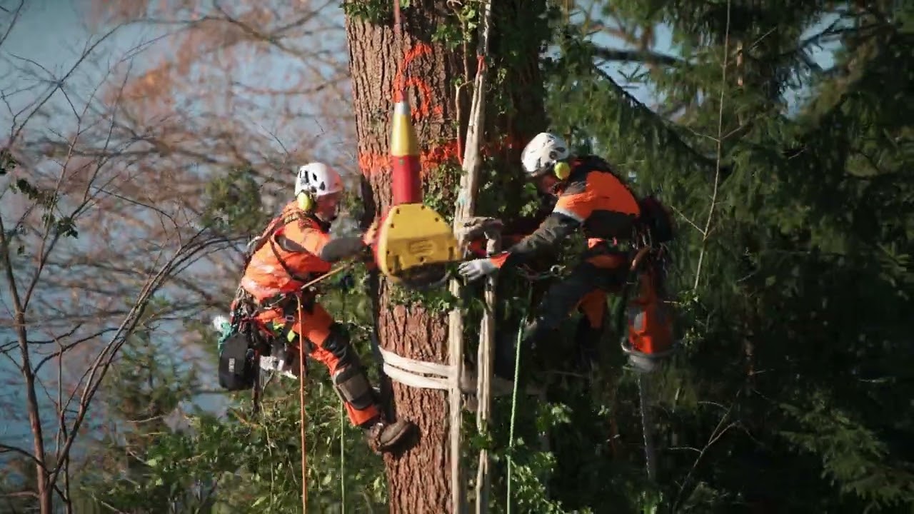 Die Baumpfleger - Baumabtragung mit dem Helikopter