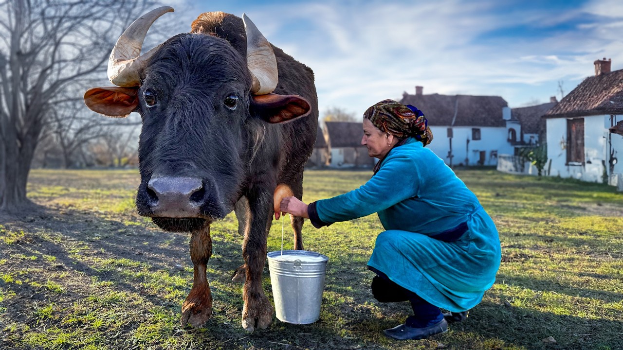 Homemade Buffalo Cheese From Fresh Milk! The Best of Sweet Village Recipes