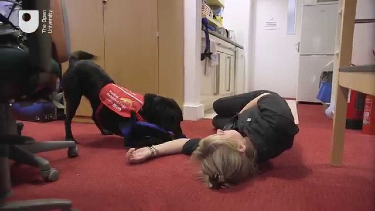 New technology to support dogs to help humans