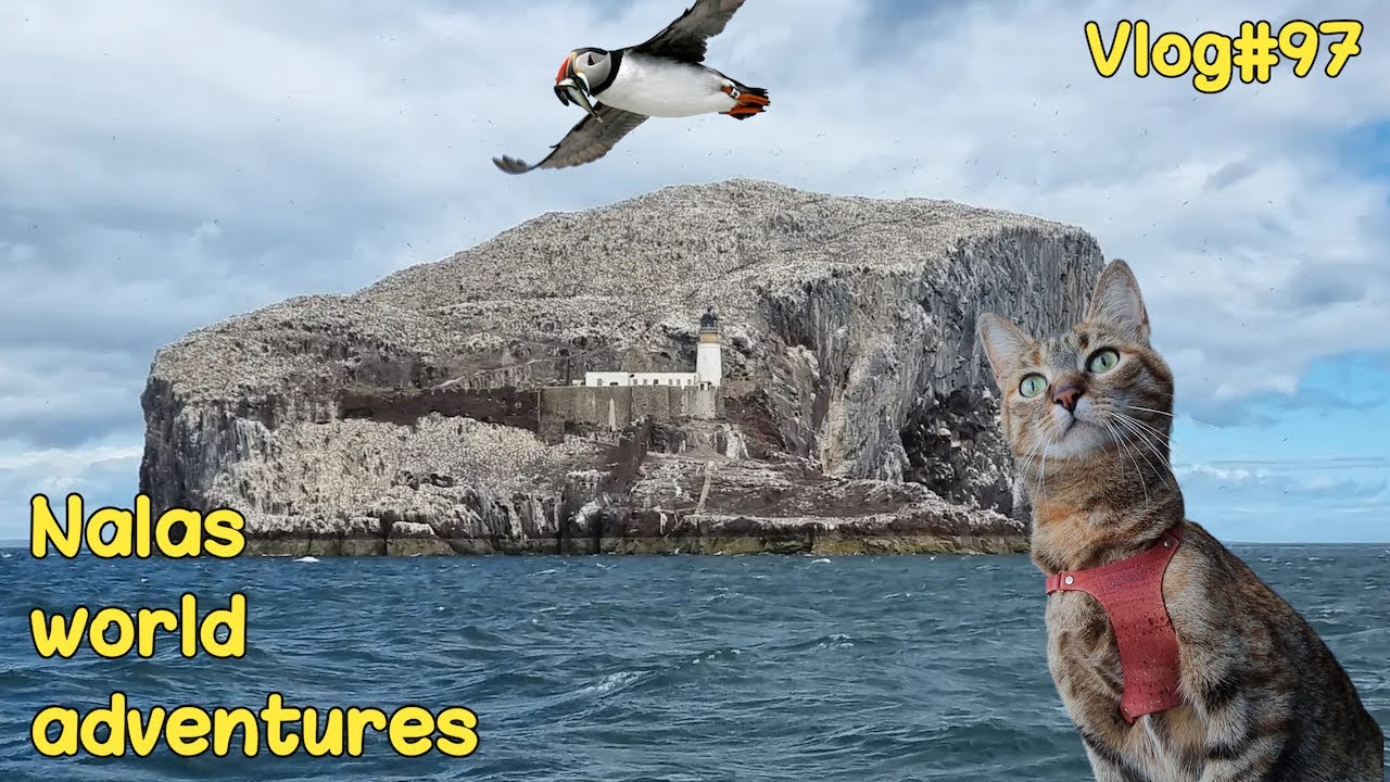 Cat's boat trip to BASS ROCK ⚓️😻 Vlog #97