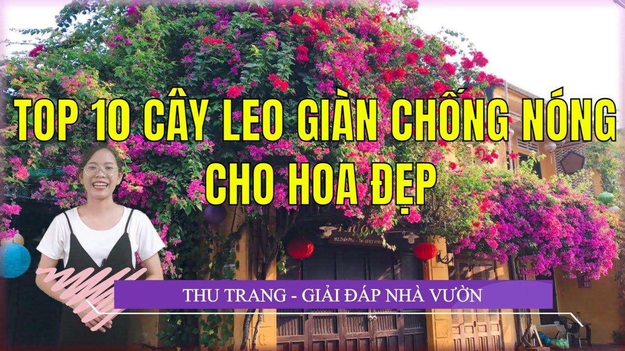 TOP 10 CÂY LEO GIÀN CHỐNG NÓNG CHO HOA ĐẸP |Giải Đáp Nhà Vườn|