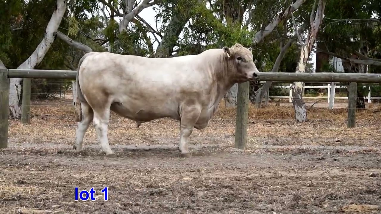 Lot 1  2026 sale