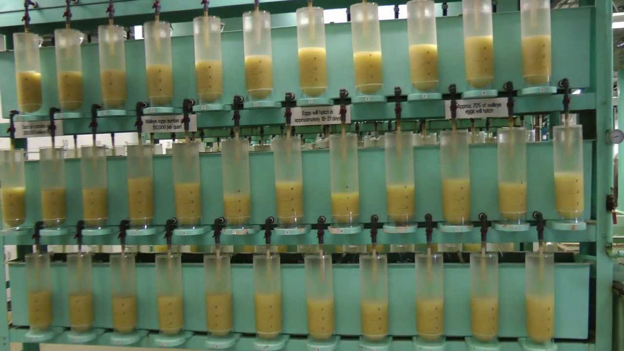 Best ever Walleye Egg Collection and Tagging at Iowa DNR, Spirit Lake Fish Hatchery