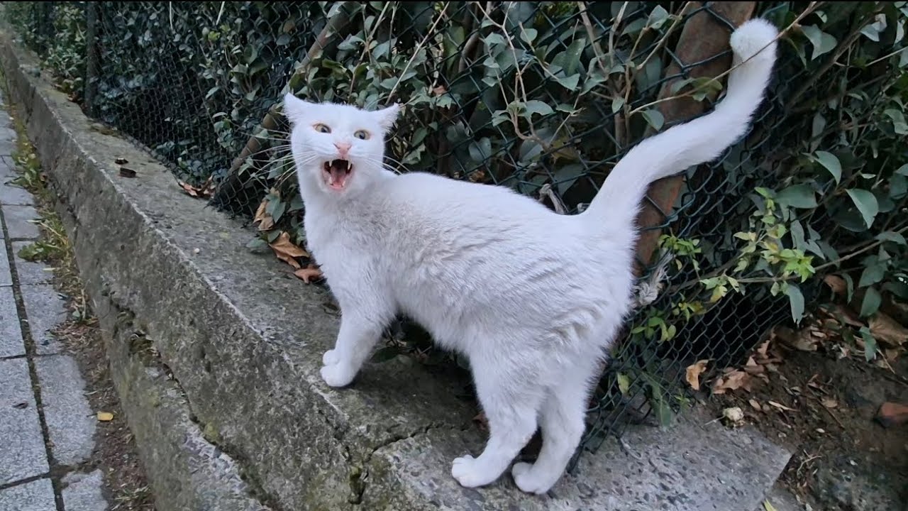 Angry White Cat is Attacking everyone today.