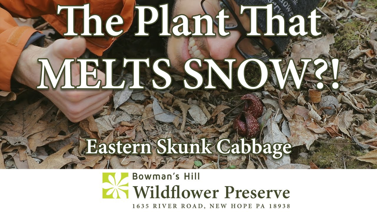 The Plant That MELTS SNOW?! Eastern Skunk Cabbage