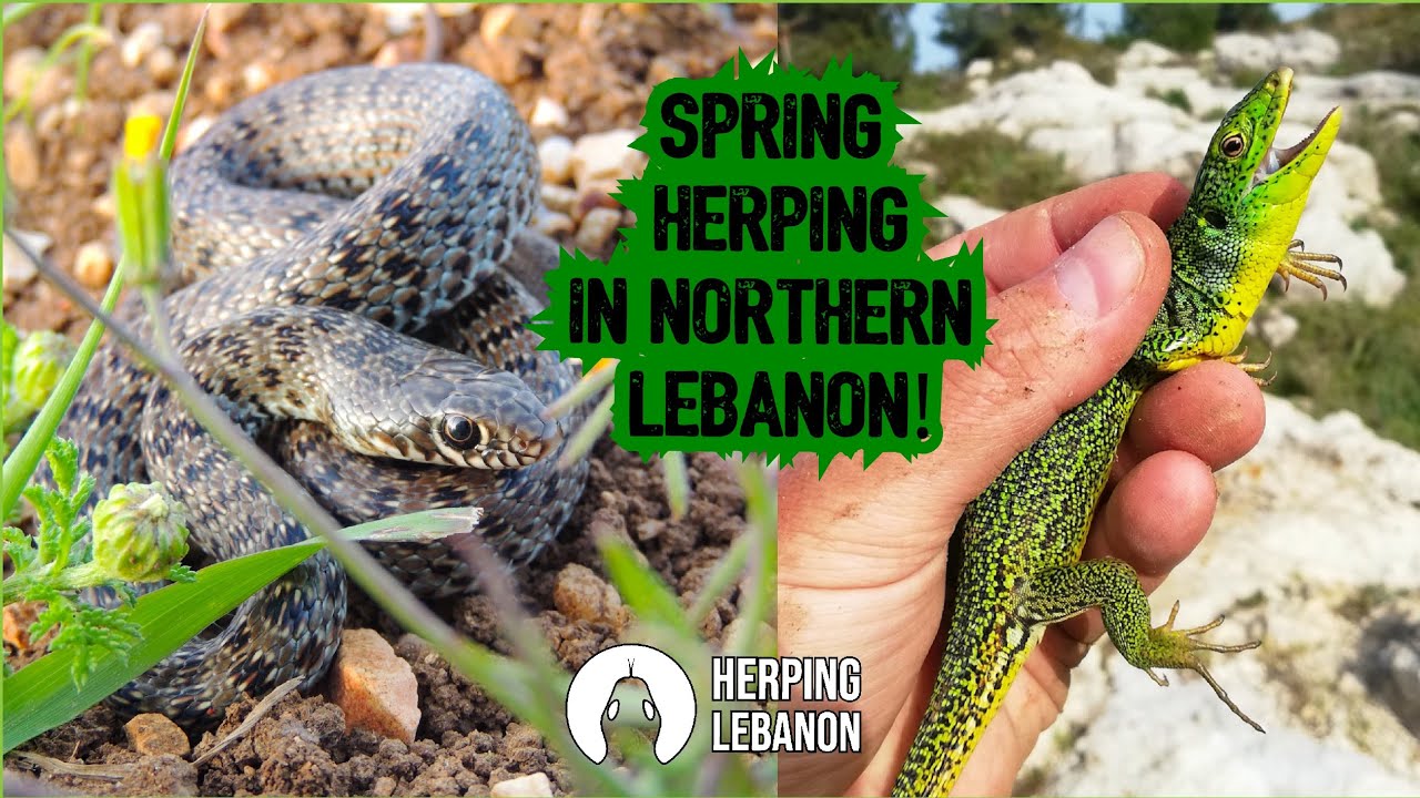 Early Spring Herping in the Northern Lebanon!