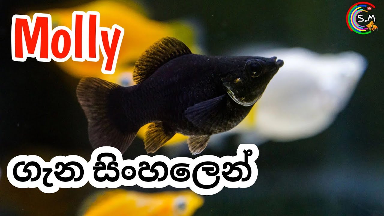 Molly fish Care in Sinhala