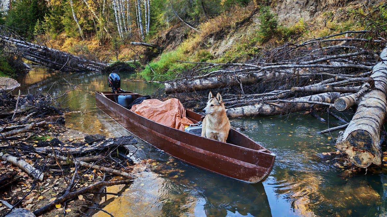 Идём на лодке по таёжной реке на осеннюю охоту. Промысел 2025. 1 серия