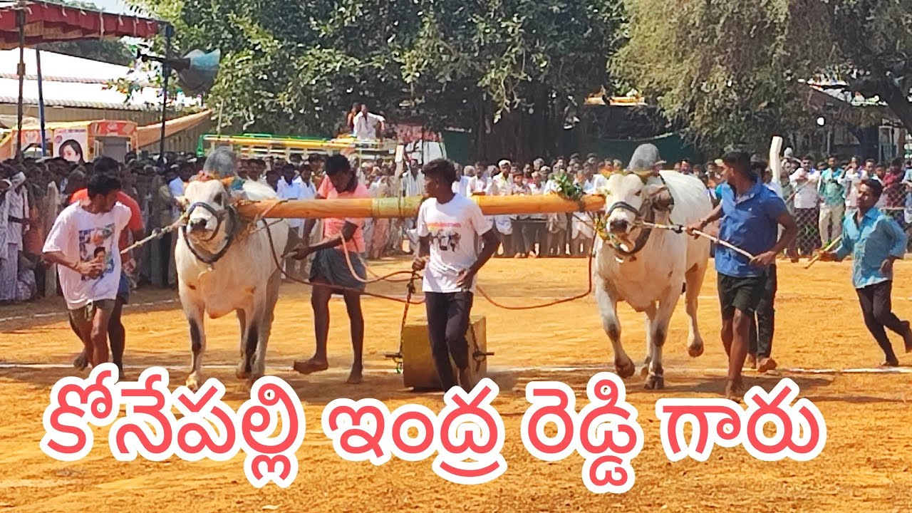 అనిమల ఓల్డ్ కేటగిరి విభాగంలో 3వ జత కోనేపల్లి ఇంద్ర రెడ్డి గారు 