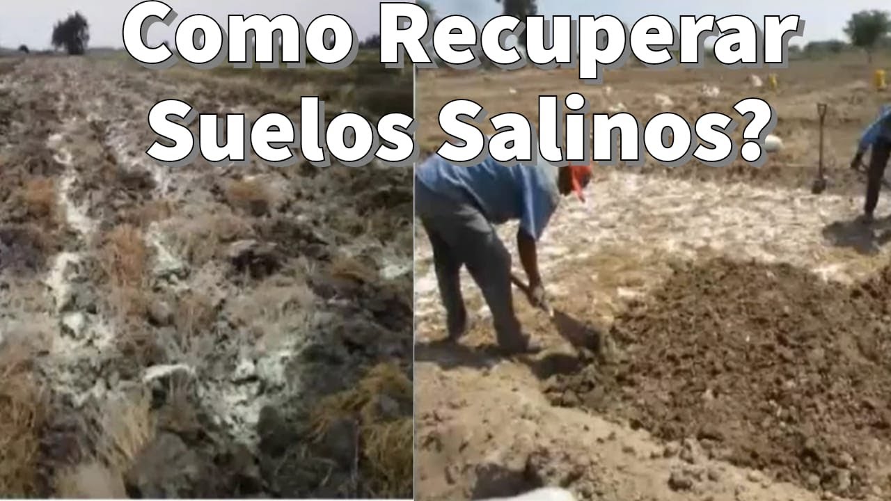 Recuperación de Suelos Salinos Sódicos