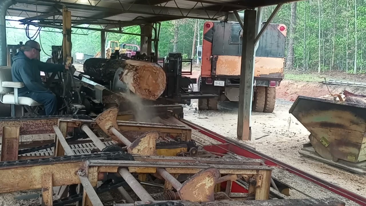 Sawing a monster crooked white pine