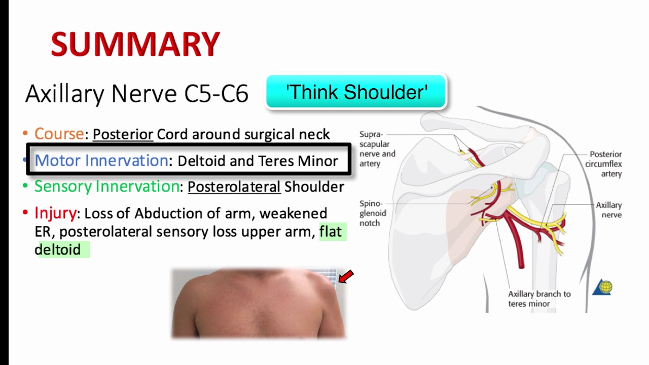12DaysinMarch, Brachial Plexus Part II for the USMLE Step One Exam