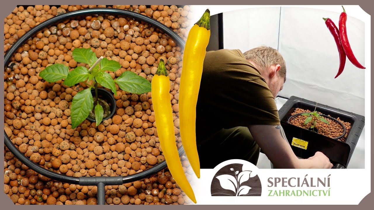 Pěstování Chilli Flo Gro 2 I Speciální Zahradnictví.cz