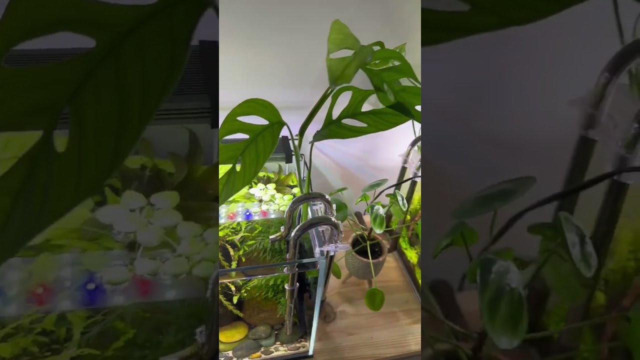 Love to propagate my monstera and potho plants #plants #monstera #fishtank #aquarium