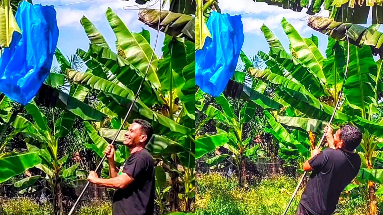 Guna joran pancing membungkus tandan pisang di pokok