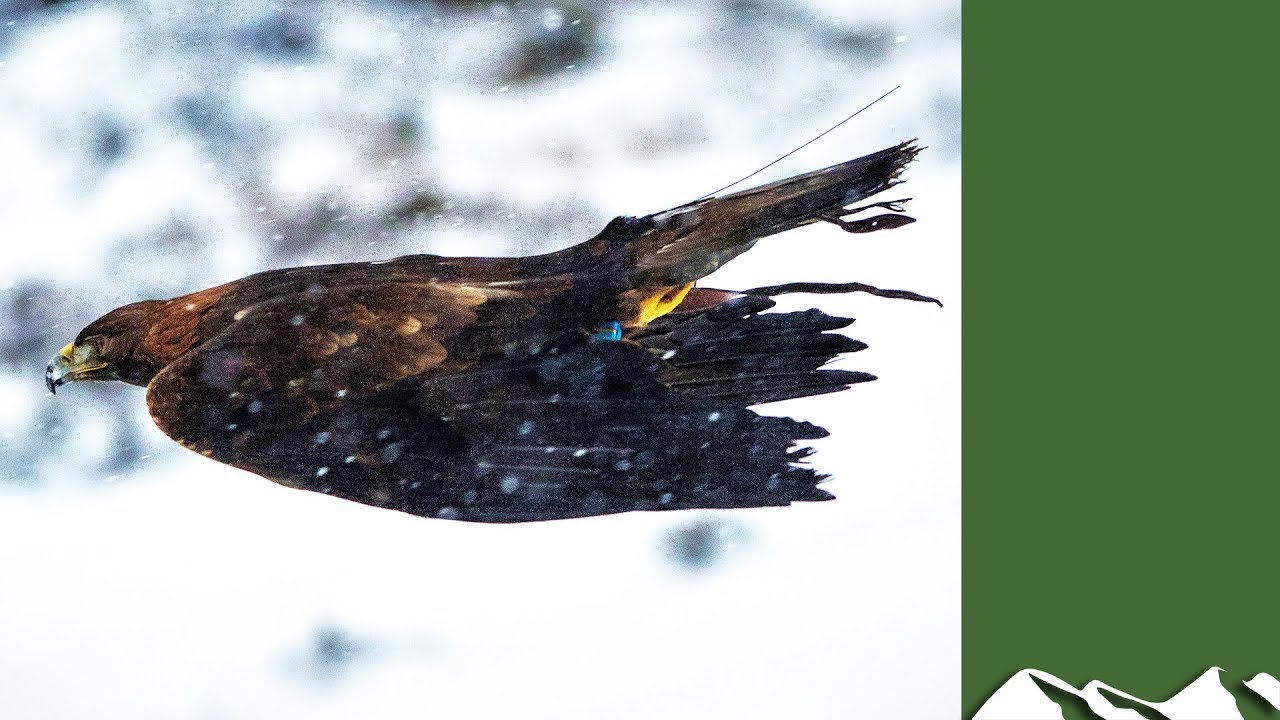 #Eaglecam 2 - Hunting blue hares in Scotland