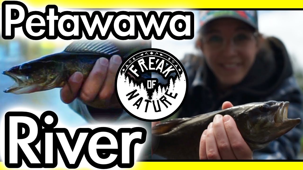 Exploring Algonquin Park| Walleye| White Water| Multiple fish species| Cow Moose!