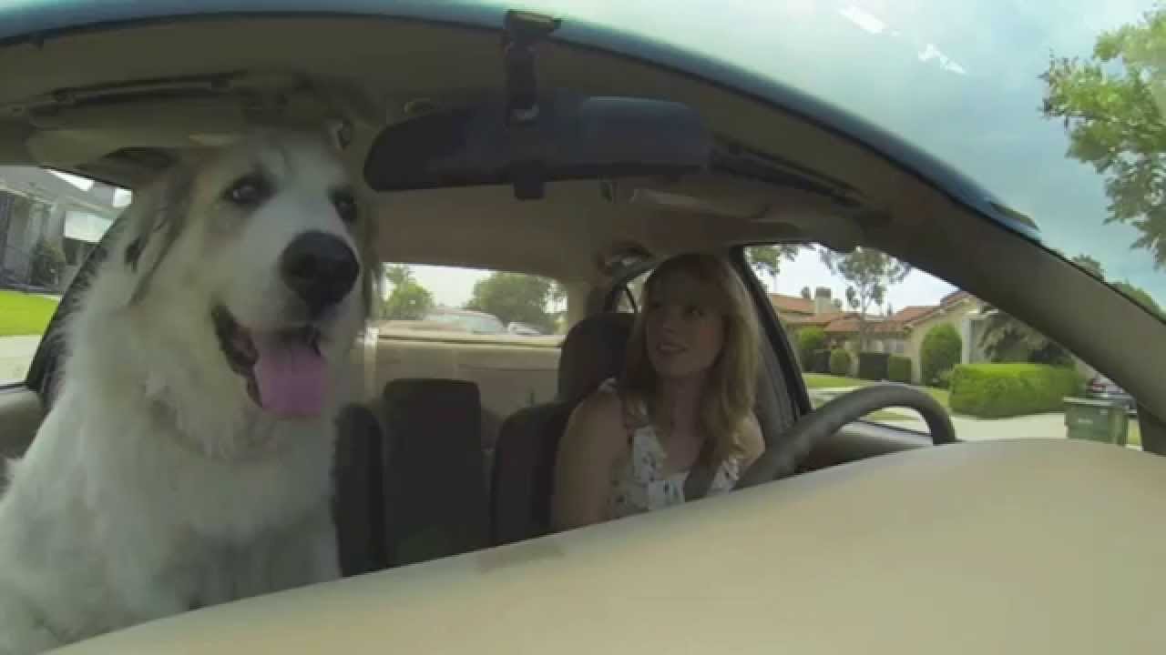 Ride Share: Yeti