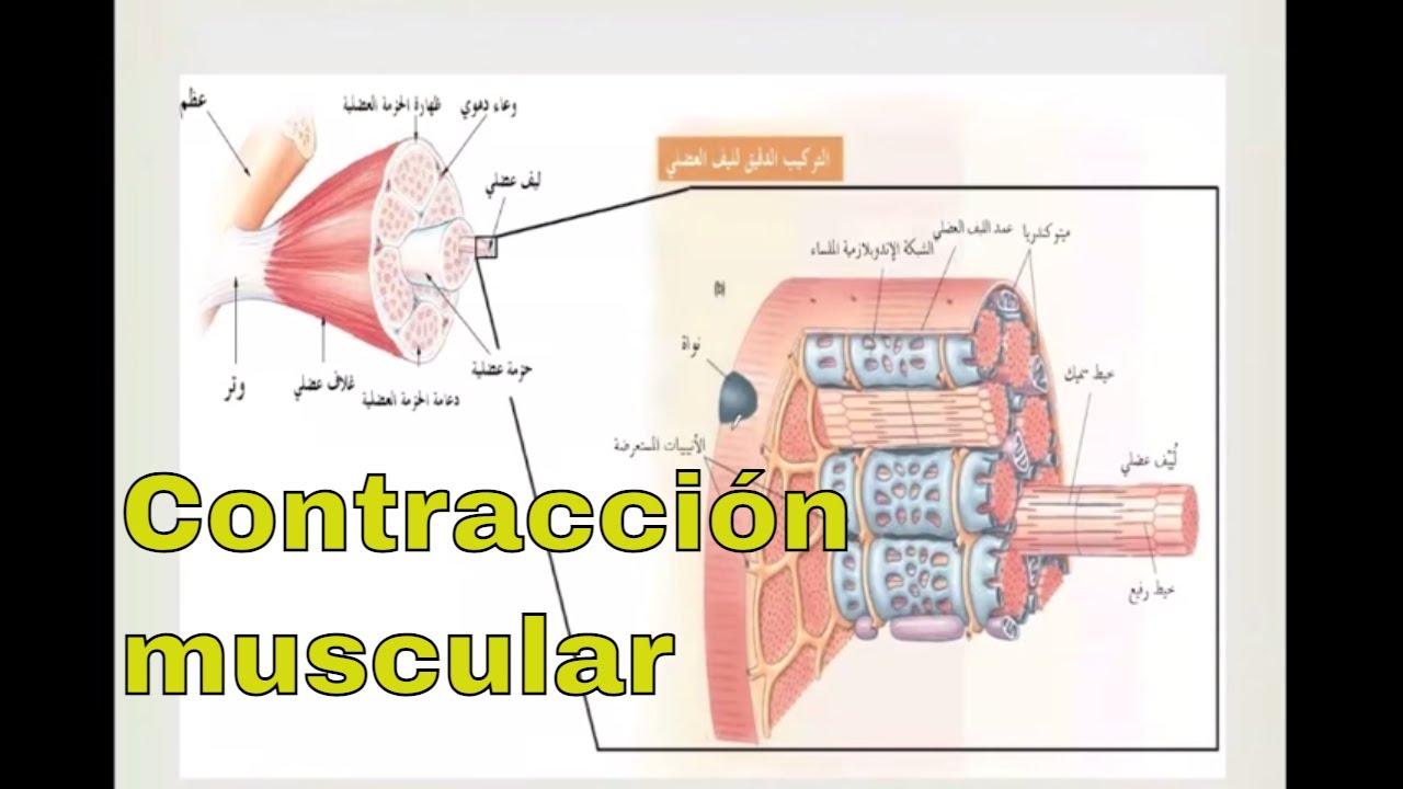 Fisiología de la contracción muscular
