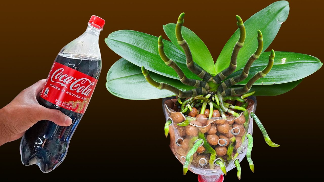 Using this medicine just once, the diseased orchids in the garden will bloom 100 times more